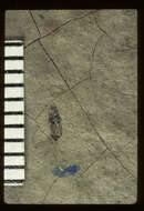 Image of <i>Platystethus archetypus</i> Scudder 1900