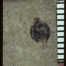 Image of <i>Chilocorus ulkei</i> Scudder 1900