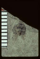 Sivun <i>Chilocorus ulkei</i> Scudder 1900 kuva
