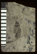 Image de <i>Lithocoryne gravis</i> Scudder 1900