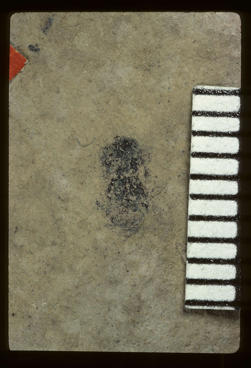 Image of <i>Attagenus sopitus</i> Scudder 1900