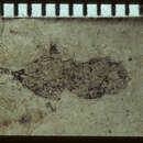 Plancia ëd Paltorhynchus narwhal Scudder 1893