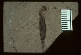 <i>Tipula heilprini</i> Scudder 1894 resmi