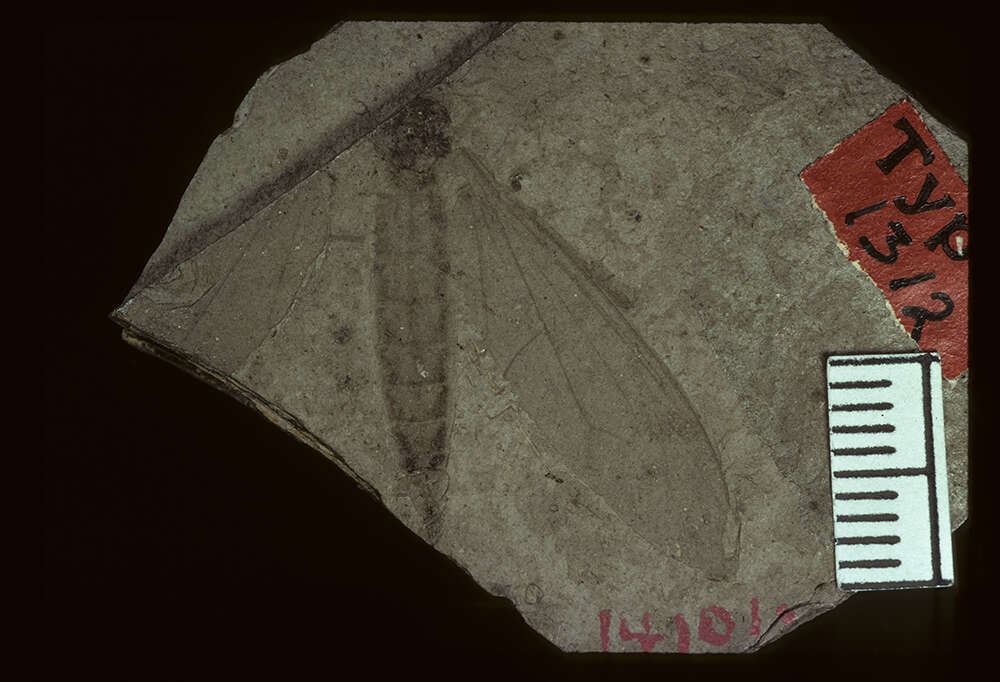 <i>Tipula heilprini</i> Scudder 1894 resmi