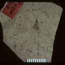 Image of <i>Tipula carolinae</i> Scudder 1894