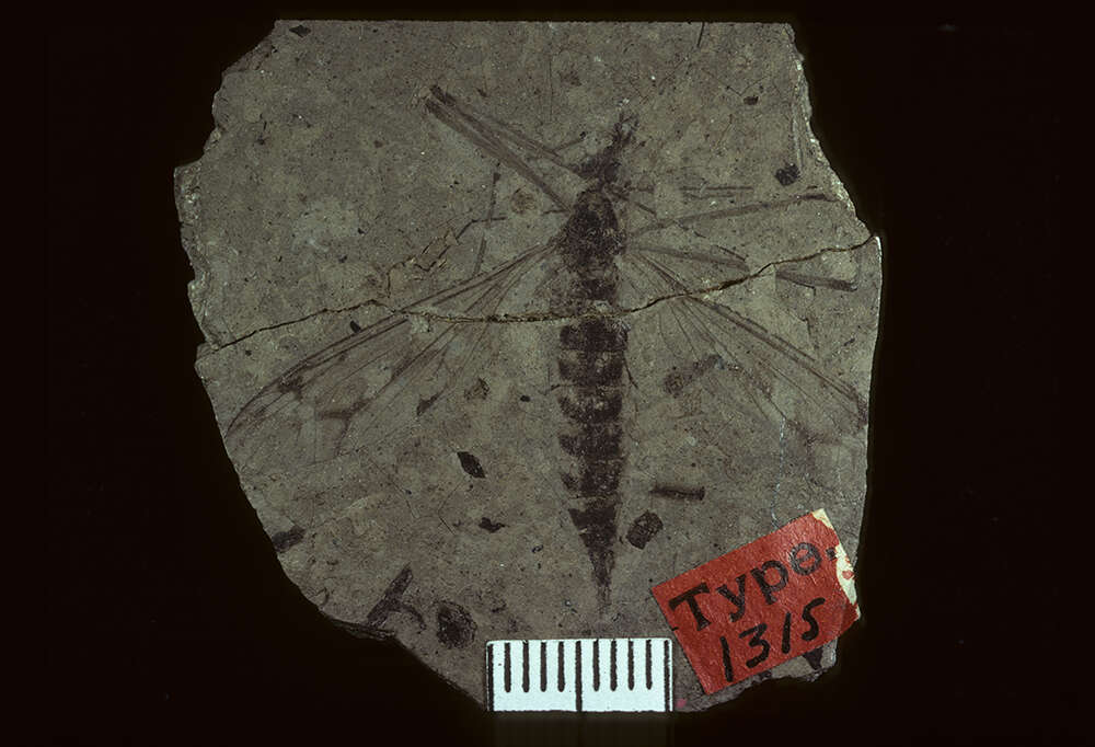 <i>Tipula maclurei</i> Scudder 1894 resmi