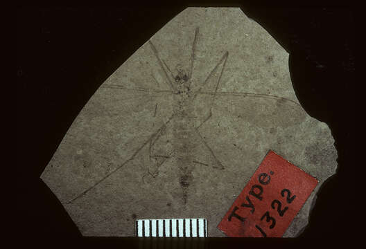 <i>Tipula subterjacens</i> Scudder 1894的圖片