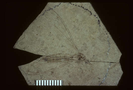 Image of <i>Tipula subterjacens</i> Scudder 1894