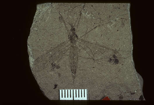 Image of <i>Tipula subterjacens</i> Scudder 1894