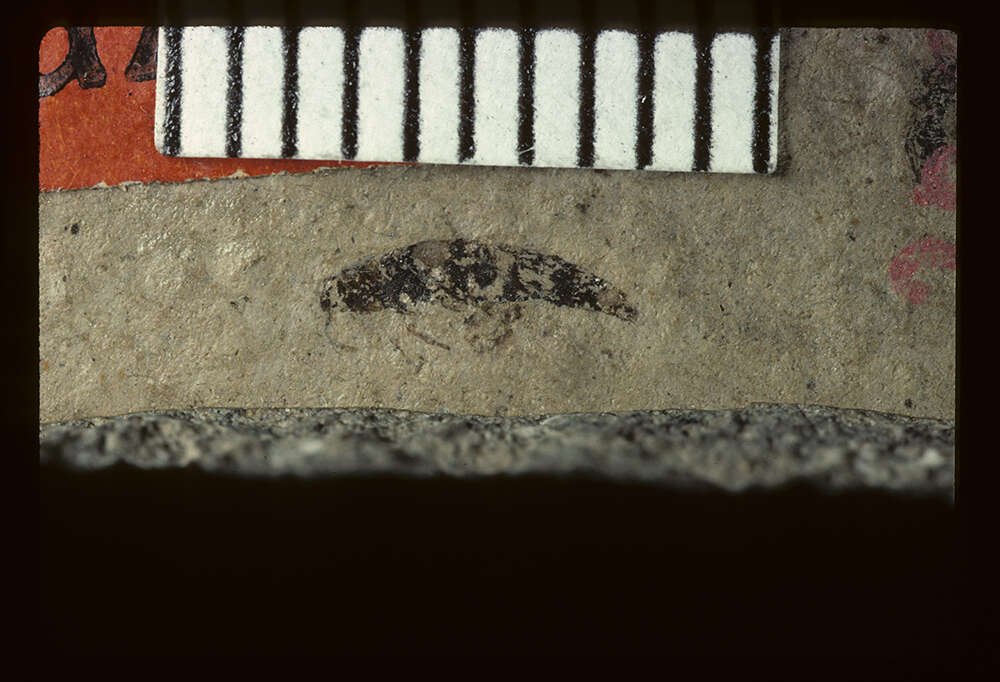 Image of <i>Acylophorus immotus</i> Scudder 1900