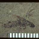 Image of <i>Bledius lesleyi</i> (Scudder 1900)