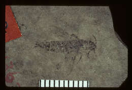 Image of <i>Philonthus marcidulus</i> Scudder 1900