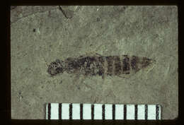 Image of <i>Philonthus invelatus</i> Scudder 1900