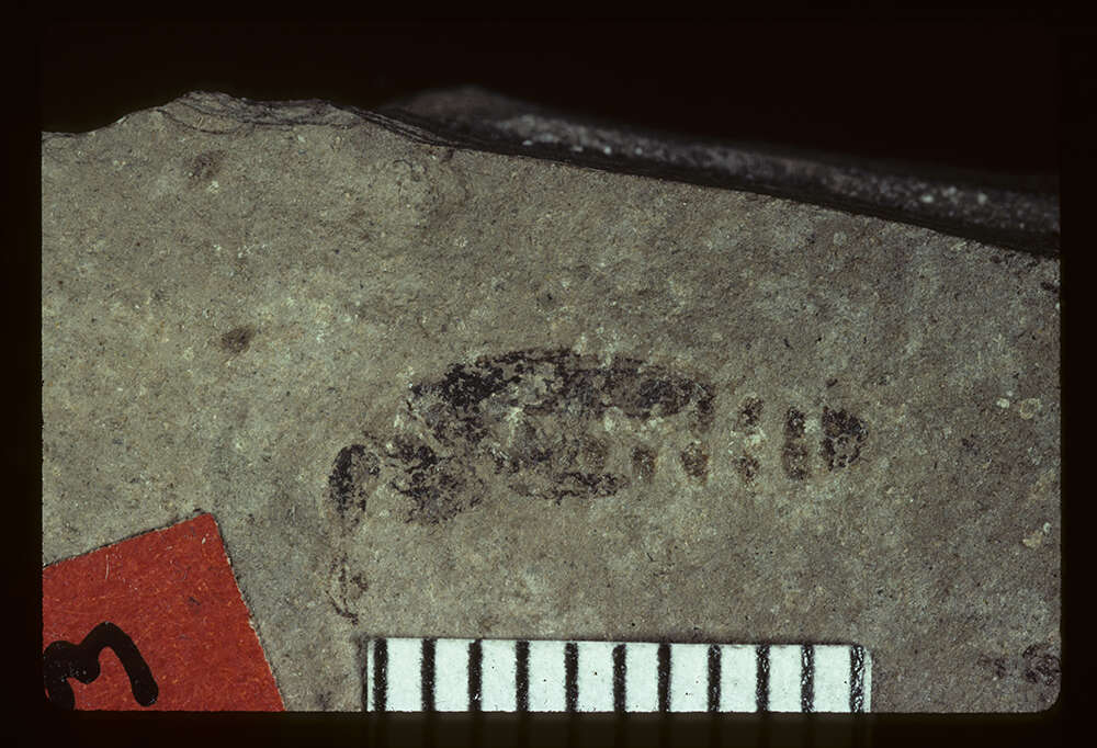 Image of <i>Philonthus marcidulus</i> Scudder 1900
