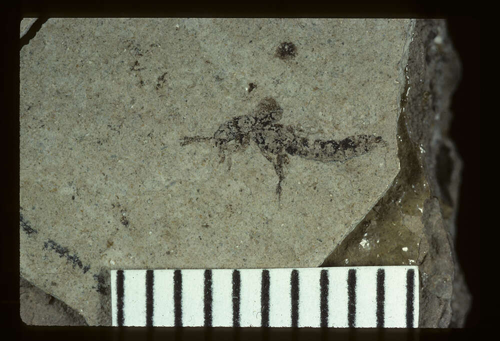 Image of <i>Leptacinus maclurei</i> Scudder 1900