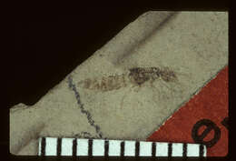 Image of <i>Leptacinus maclurei</i> Scudder 1900