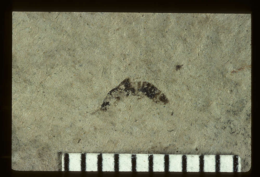 Image of <i>Leptacinus fossus</i> Scudder 1900