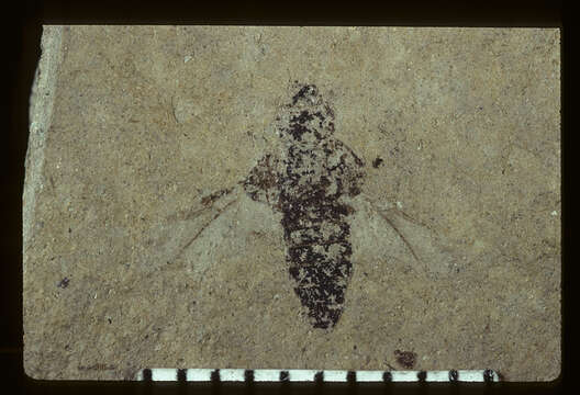 Image of <i>Tachinus sommatus</i> Scudder 1900