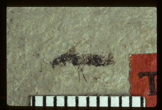 Image de <i>Leptacinus maclurei</i> Scudder 1900