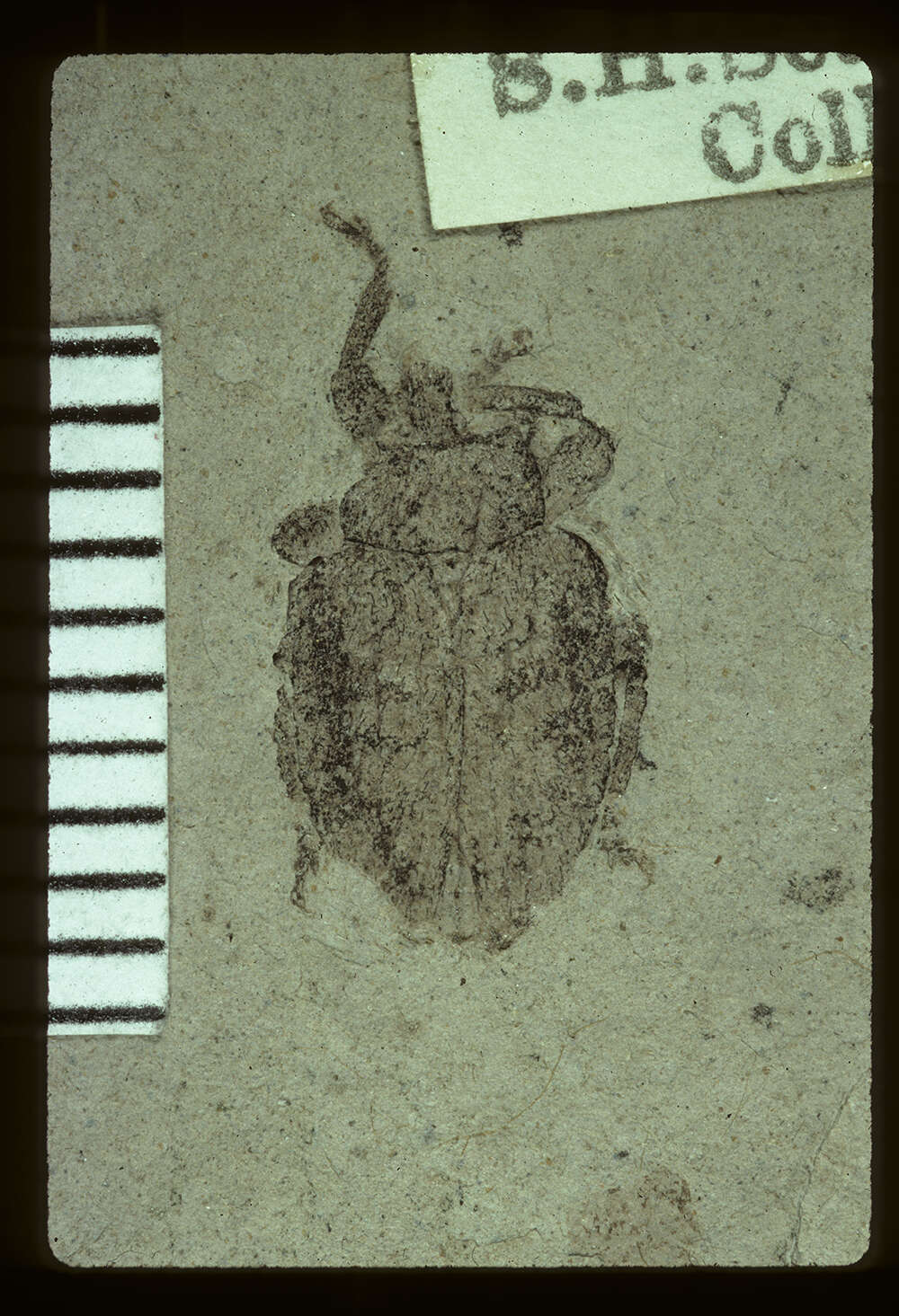 Sivun <i>Geralophus occultus</i> (Scudder 1876) kuva