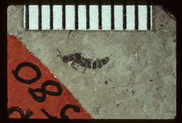 Image of <i>Bledius osborni</i> Scudder 1900