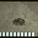 Image of <i>Anthonomus primordius</i> Scudder 1893