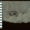 Image of Cremastorhynchus stabilis Scudder 1893