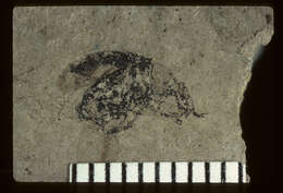 Image of <i>Geralophus lassatus</i> Scudder 1893