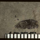 Image of <i>Nebria occlusa</i> Scudder 1900