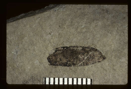 Imagem de <i>Calosoma emmonsii</i> Scudder 1900
