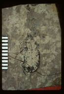 Image of <i>Myas umbrarum</i> Scudder 1900