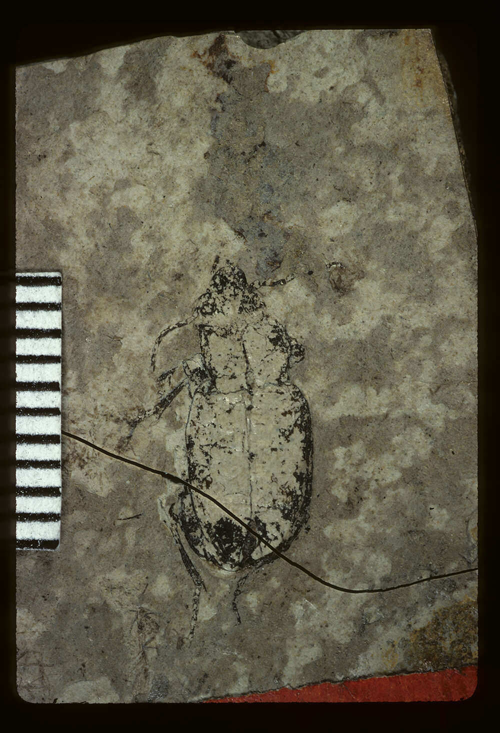 Image of <i>Myas umbrarum</i> Scudder 1900