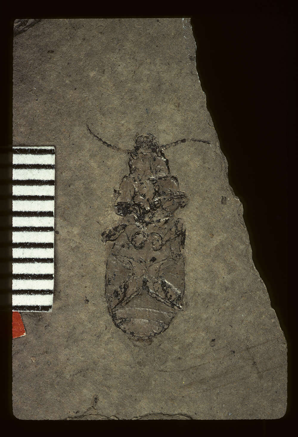 Image of <i>Myas rigefactus</i> Scudder 1900