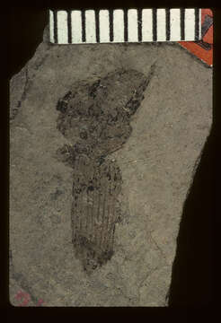 Слика од <i>Pterostichus walcotti</i> Scudder 1900