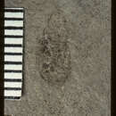 Image of <i>Amara danae</i> Scudder 1900