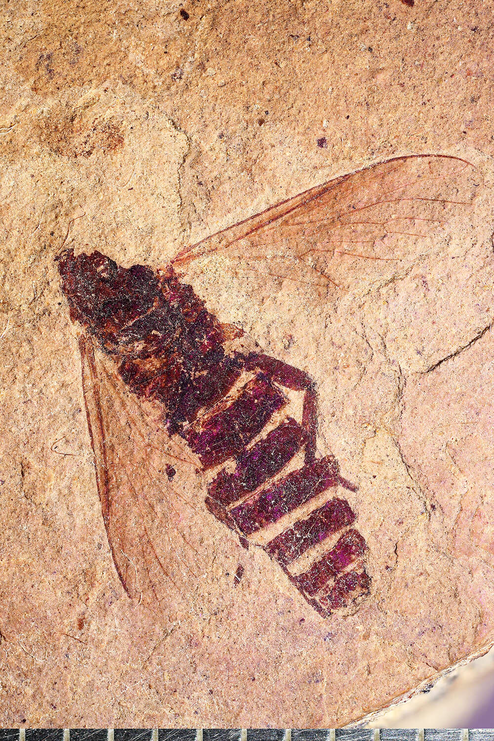 Image of Asiloidea