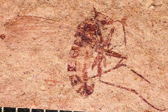 Plancia ëd Dolichopodidae