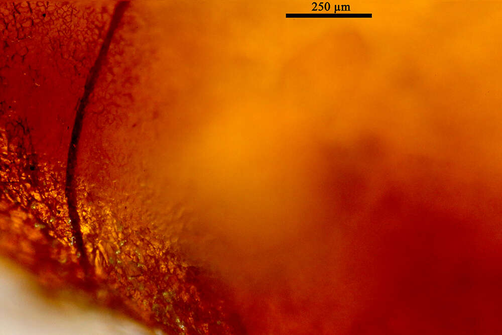 Sivun Baeomorpha distincta Yoshimoto 1975 kuva