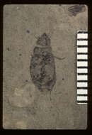 Image of <i>Amara danae</i> Scudder 1900