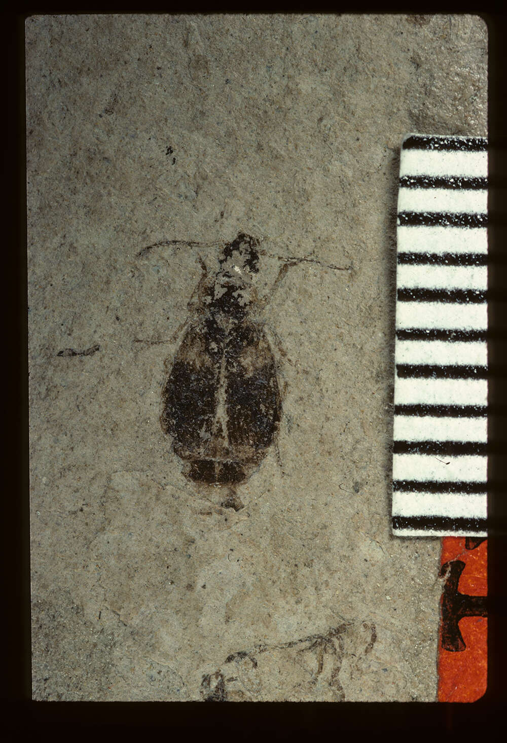 Image of <i>Plochionus lesquereuxi</i> Scudder 1900