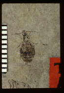 Image of <i>Plochionus lesquereuxi</i> Scudder 1900
