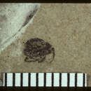 Image of Dorytomus williamsi Scudder 1893