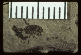 Image of <i>Anthonomus concussus</i> Scudder 1893