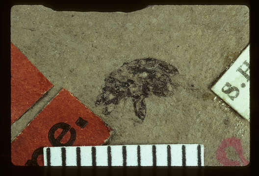 Image of <i>Geralophus saxuosus</i> Scudder 1893