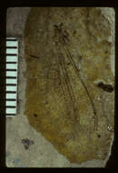 <i>Palaeochrysa stricta</i> Scudder 1890的圖片