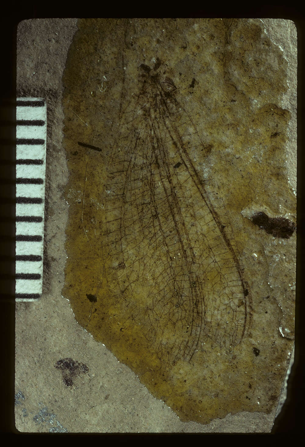 Image of <i>Palaeochrysa stricta</i> Scudder 1890