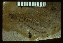 Image of <i>Palaeochrysa stricta</i> Scudder 1890