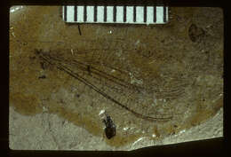 <i>Palaeochrysa stricta</i> Scudder 1890的圖片