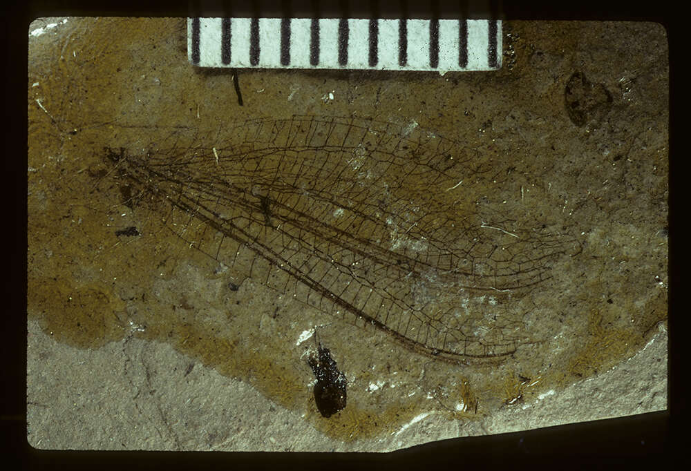 Image of <i>Palaeochrysa stricta</i> Scudder 1890