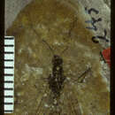 <i>Dyspetochrysa vetuscula</i> (Scudder 1890)的圖片